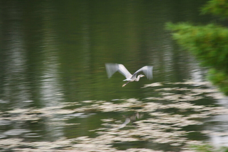 Blue Heron Taking Flight 