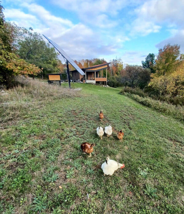 Free ranging chickens outside our off-grid home