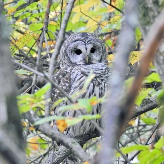 Barred owl hidden behind the leaves of a birch tree