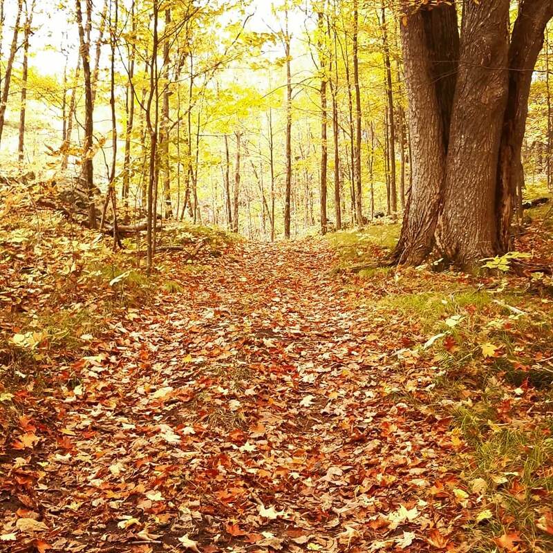 Forest Trail in the Fall
